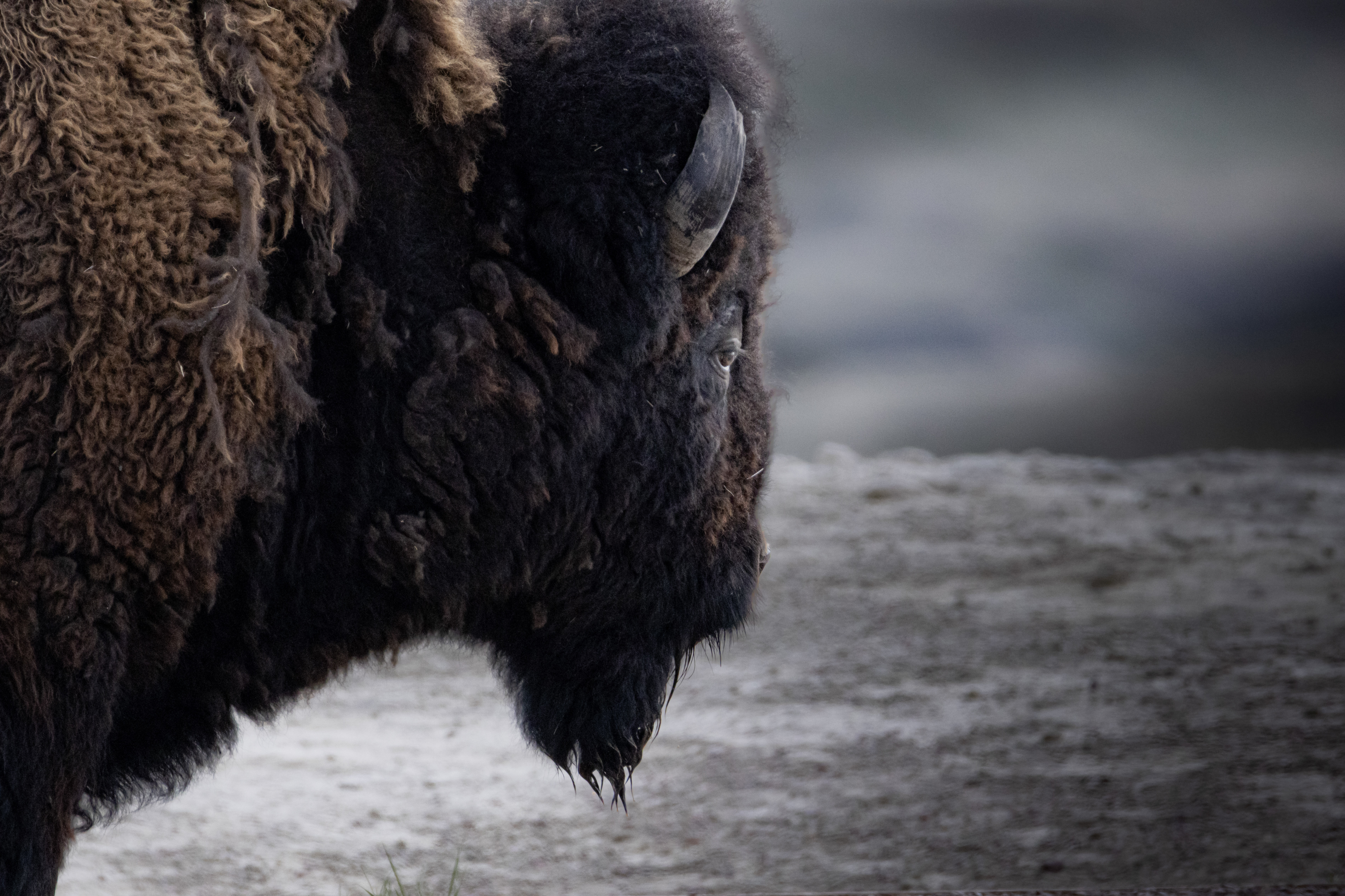 Bison